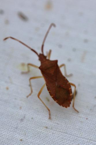 Gonocerus acuteangulatus